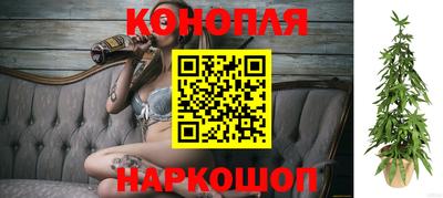 крисы Моздок