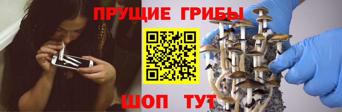 Бугульма  Псилоцибиновые грибы Psilocybine cubensis  Вход с VPN 